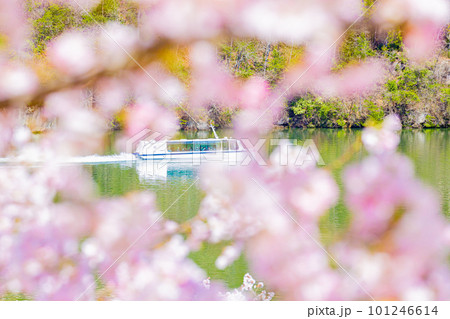 【岐阜県】春の恵那峡・満開の桜の中の遊覧船 【岐阜県】春の恵那峡・満開の桜の中の遊覧船 101246614