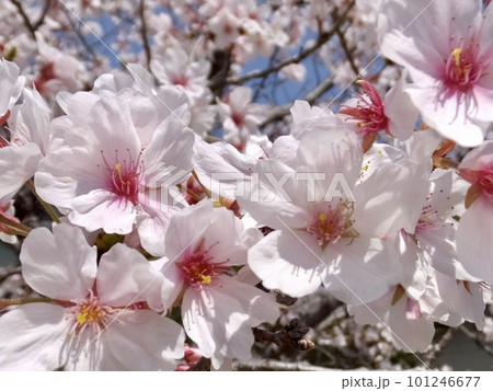 青空に映える桜③ 101246677