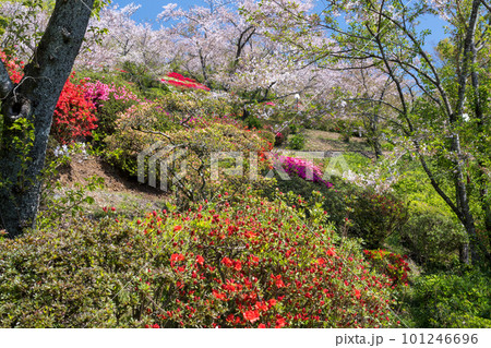 春に咲く桜とツツジが一度に咲く珍しい春の風景 101246696