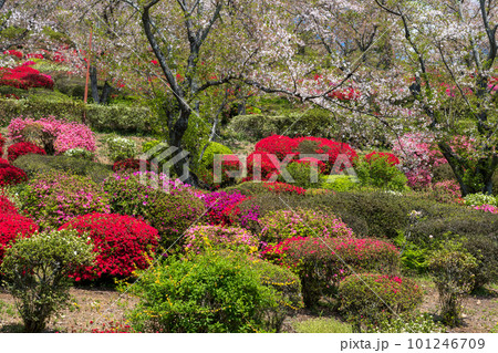 春に咲く桜とツツジが一度に咲く珍しい春の風景 春に咲く桜とツツジが一度に咲く珍しい春の風景 101246709