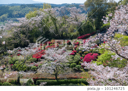 春に咲く桜とツツジが一度に咲く珍しい春の風景 春に咲く桜とツツジが一度に咲く珍しい春の風景 101246725