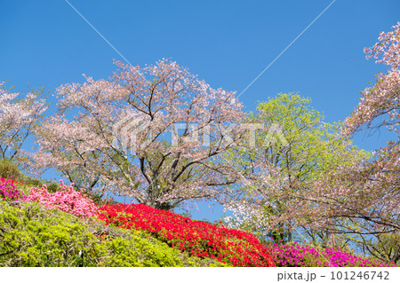 春に咲く桜とツツジが一度に咲く珍しい春の風景 101246742