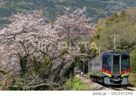 桜満開の横を走る特急列車 101247249