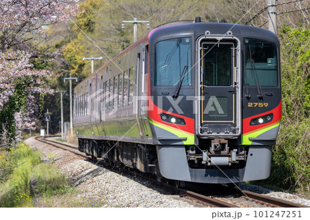 桜満開の横を走るローカル特急列車 桜満開の横を走るローカル特急列車 101247251