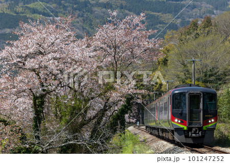 桜咲く山間を走る特急列車 101247252