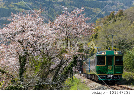 桜咲く山間を走る観光列車 桜咲く山間を走る観光列車 101247255