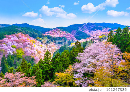 絶景の吉野山の桜 101247326