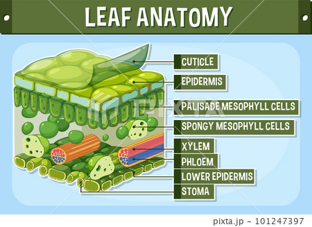 Internal structure of leaf diagram 101247397