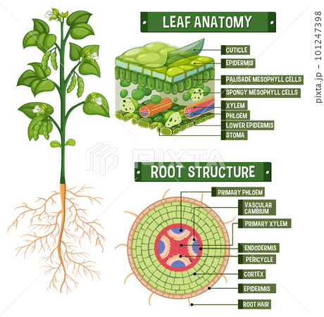Internal structure of plant diagram Internal structure of plant diagram 101247398