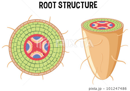 Internal structure of root diagram 101247486