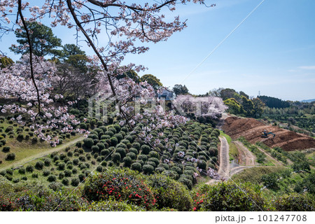 田原坂西南戦争の公園に咲く桜 田原坂西南戦争の公園に咲く桜 101247708
