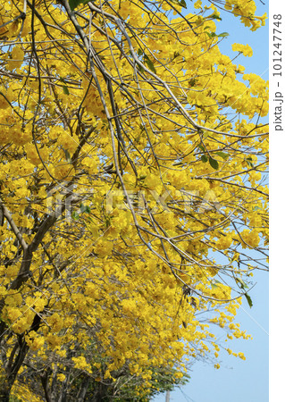 黄色い花 黄色の花 黄色花 101247748