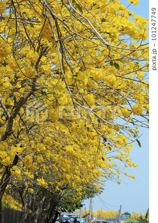 黄色い花 黄色の花 黄色花 101247749