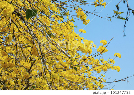 黄色い花 黄色の花 黄色花 101247752