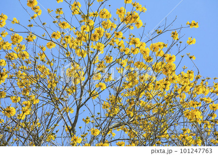 黄色い花 黄色の花 黄色花 101247763