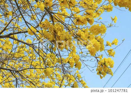 黄色い花 黄色の花 黄色花 101247781