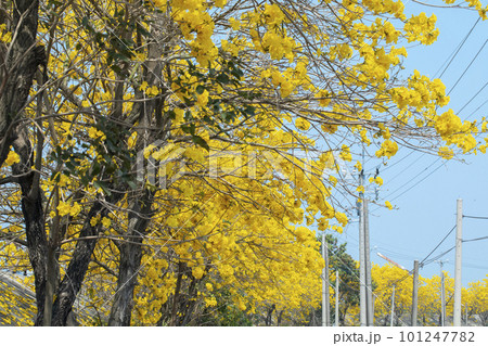 黄色い花 黄色の花 黄色花 101247782