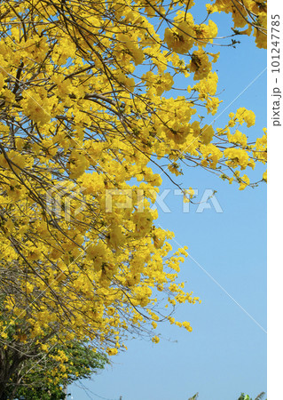 黄色い花 黄色の花 黄色花 101247785