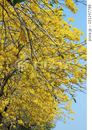 黄色い花 黄色の花 黄色花 101247786