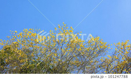 黄色い花 黄色の花 黄色花 101247788