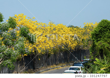 黄色い花 黄色の花 黄色花 101247797