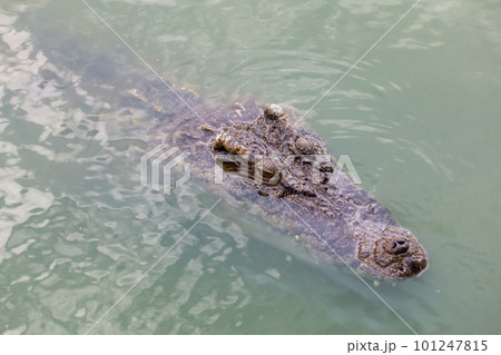 Close up big head crocodile is show head in river 101247815