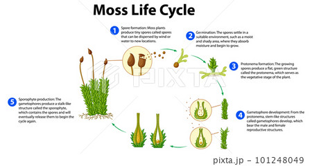 Moss Life Cycle Diagram for Science Education Moss Life Cycle Diagram for Science Education 101248049