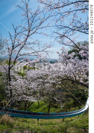 熊本の蛇が谷公園に咲く玉名の名所 101248078