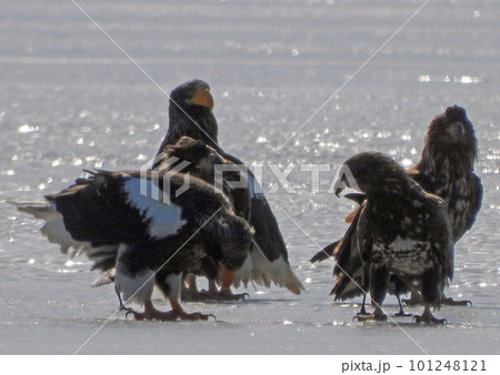 氷結したウトナイ湖湖面で餌をついばむオオワシの群れ 101248121