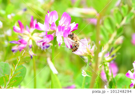 レンゲソウとミツバチ レンゲソウとミツバチ 101248294