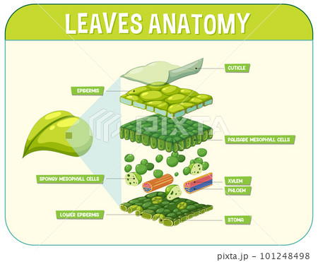 Internal structure of leaf diagram 101248498