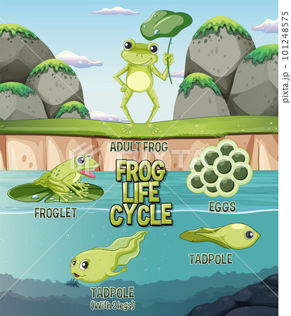 Frog Life Cycle Diagram Frog Life Cycle Diagram 101248575