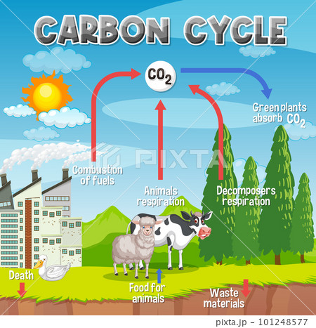 Carbon Cycle Diagram For Science Education Pixta