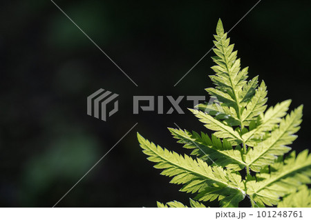 Athyrium filix-femina on a natural green background. Athyrium filix-femina on a natural green background. 101248761