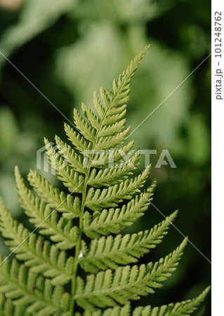 Athyrium filix-femina on a natural green background. 101248762