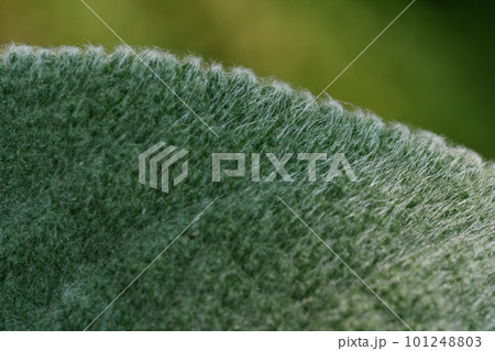 The texture of a very interesting textured leaf of the plant. The texture of a very interesting textured leaf of the plant. 101248803