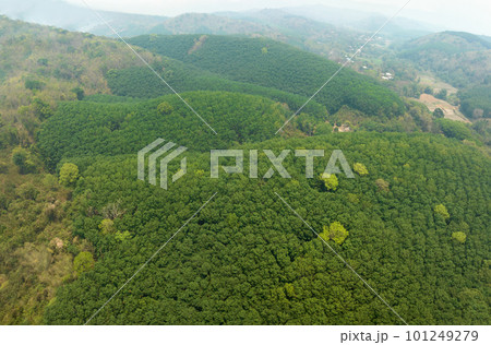 Aerial view rubber tree (Hevea Brasiliensis)  plantation on mountain in Thailand. 101249279