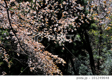 清楚な山桜 101249648