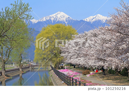 安曇野の春　桜咲く拾ヶ堰と北アルプス 101250216