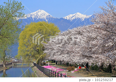 安曇野の春 桜咲く拾ヶ堰と北アルプス 安曇野の春 桜咲く拾ヶ堰と北アルプス 101250217