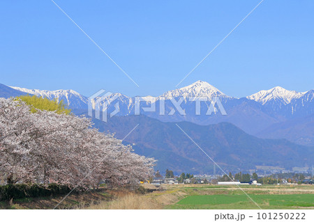 桜咲く春の安曇野 101250222