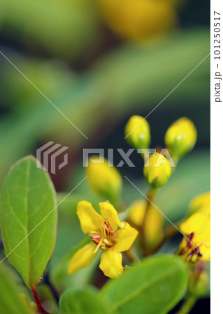 オクナ・セルラタ（ミッキーマウスプランツ）の明るく黄色い花、自然な背景のマクロ写真。 101250517