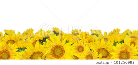 Yellow sunflowers in a border arrangement isolated on white Yellow sunflowers in a border arrangement isolated on white 101250993