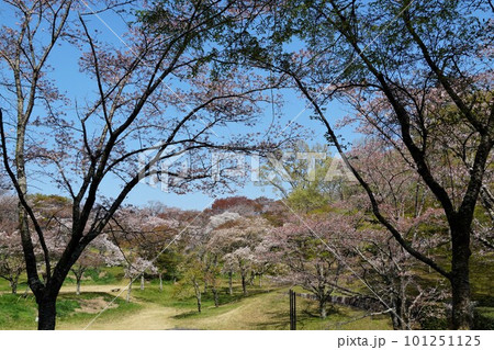 青空を背景に山桜が映える 絶景の磯部桜川公園の風景 青空を背景に山桜が映える 絶景の磯部桜川公園の風景 101251125