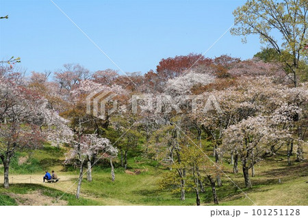 青空を背景に山桜が映える絶景の磯部桜川公園の風景 青空を背景に山桜が映える絶景の磯部桜川公園の風景 101251128
