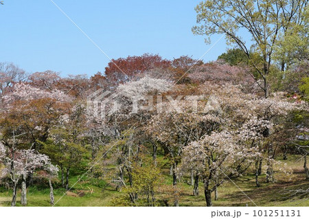 青空を背景に山桜が映える 絶景の磯部桜川公園の風景 青空を背景に山桜が映える 絶景の磯部桜川公園の風景 101251131