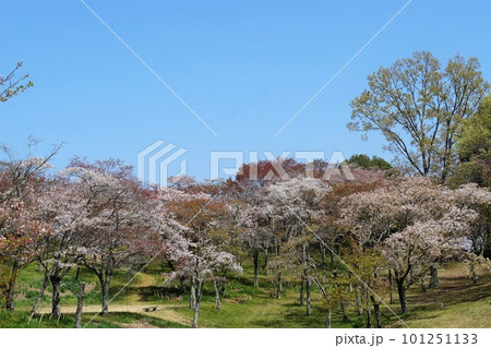 青空を背景に山桜が映える 絶景の磯部桜川公園の風景 青空を背景に山桜が映える 絶景の磯部桜川公園の風景 101251133