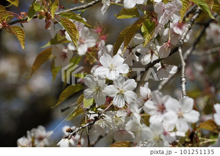 山桜が映える絶景の磯部桜川公園の風景(イメージ) 山桜が映える絶景の磯部桜川公園の風景(イメージ) 101251135