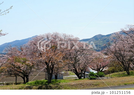 里山を背景に山桜が映える 絶景の磯部桜川公園の風景 里山を背景に山桜が映える 絶景の磯部桜川公園の風景 101251156