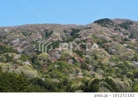 青空を背景に群生する山桜　絶景の高峯の風景 101251182